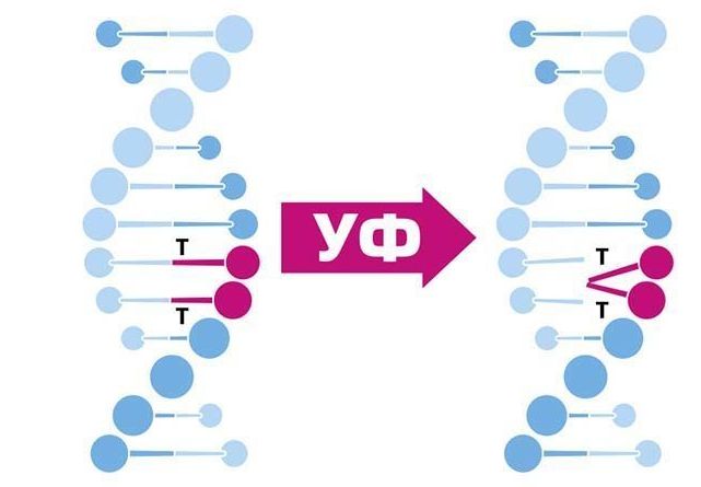 dna